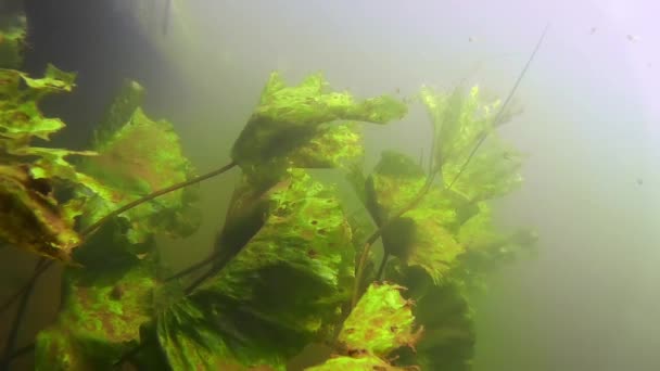 Underwater freshwater lake river spring scenery with grasses and algae — Stock Video