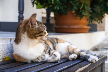 Sokak kedisi Türkiye 'nin bir caddesinde kaldırımda yatıyor