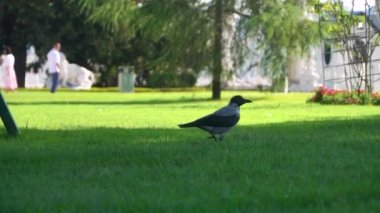 Yeşil çimlerin üzerinde halka açık parkta yürüyen karga. Yavaş çekim