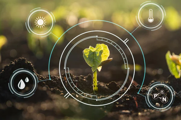 Toprakta büyüyen bitki ve ikon enerji kaynakları çevresel ya da akıllı tarım kavramları için bir resim oluşturuyor..