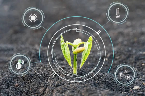 Filiz bitkisindeki arayüz çemberi. Tespit ve kontrol sistemi için akıllı çiftlik teknolojisi. Tarım için icat teknolojisi