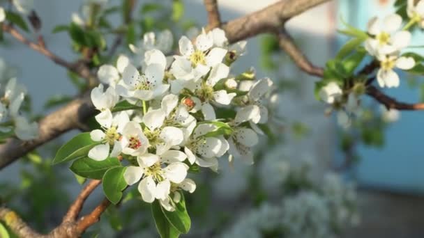 Mulher Jovem Bonita Cheirando Ramo Florido Uma Árvore Início Primavera — Vídeo de Stock