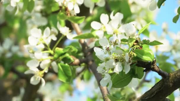 Beyaz Çiçek Tomurcukları Için Bir Dala Yakın Durun Bahar Bahçesinde — Stok video