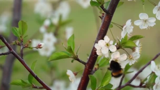 Bumblebee Está Coletando Pólen Flores Cereja Primavera Filmagem Câmara Lenta — Vídeo de Stock