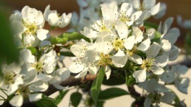 Beyaz çiçekler dalda tomurcuklanır, çiçek açan ağaçlar baharda çiçek açar..