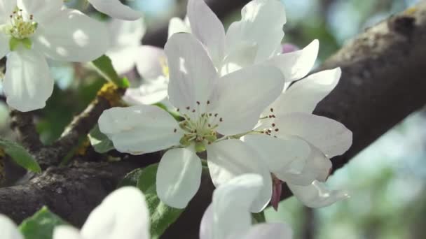 Árbol Floreciente Con Flores Primavera Hermosas Imágenes Enfoque Suave Flores — Vídeo de stock