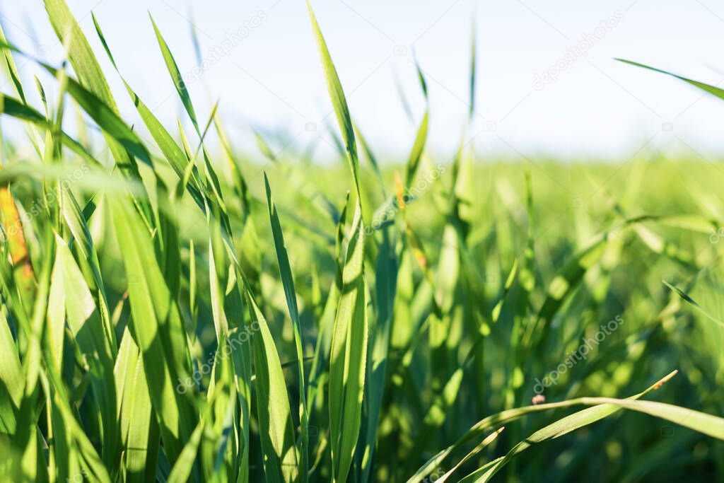 Green grass close-up. Grass swaying in the wind in slow motion. Green juicy lawn