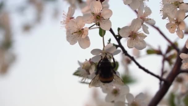Bumblebee Coletando Pólen Flores Cerejeira Primavera Filmagem Câmara Lenta — Vídeo de Stock