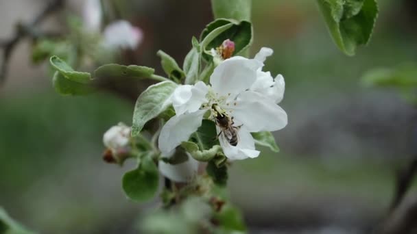 Honigbienen Bestäuben Apfelbaumblüten Frühjahrsblüte Und Lebenszyklus Der Natur — Stockvideo