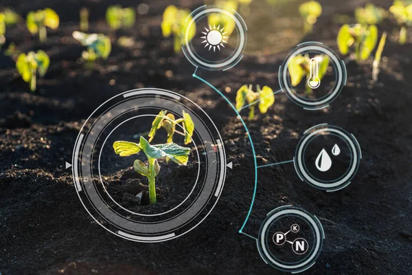 Plant sprout growing in soil with Smart farm technology for detection and control system. Innovation technology for agriculture