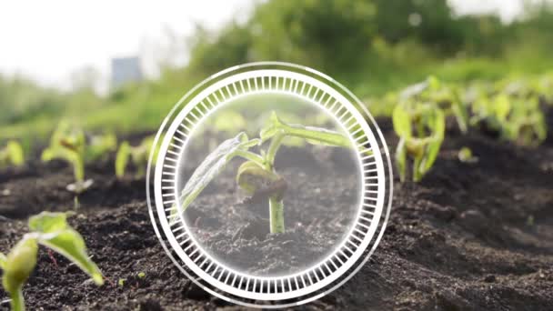 植物の発芽成長と低湿度の赤い警告アイコンを持つ検出と制御システムのためのスマートファーム技術 農業の革新技術 — ストック動画
