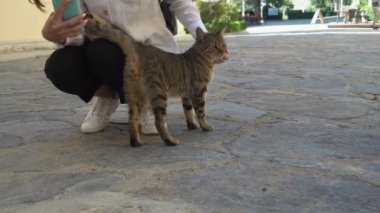 İstanbul, Türkiye 'de kaldırımda başıboş gri bir kediyi okşayan kadın
