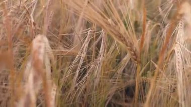 Tarlada buğday kulakları. Buğday tarımı tarım ticareti kavramını hasat ediyor