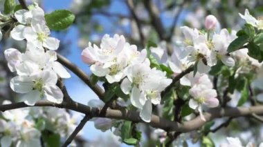 Bal arısı, elma ağacı tomurcuklanıyor. Bahar çiçekleri ve doğa yaşam döngüsü ve mevsimi