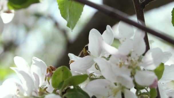Honey Bee Pollinating White Flower Branch Flowering Bloom Tree Blossoming — Stock Video