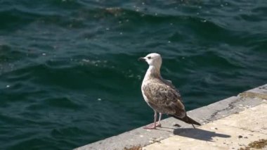 Yalnız Martı, ağır çekimde arka planda denizle beton iskelede duruyor.