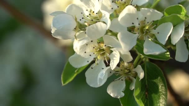 Beautiful Blossom Tree Nature Scene Sun Spring Flowers — Stock Video