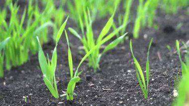 Genç Buğday Filizleri Tarlada büyüyor