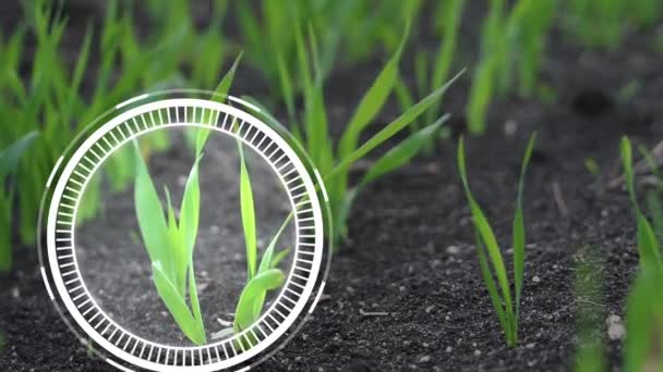 Moderne Slimme Landbouwbeelden Jonge Kiemplant Het Veld Met Technologische Landbouwpictogrammen — Stockvideo