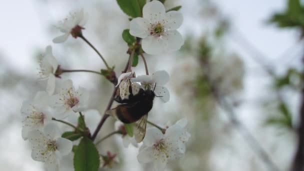 Bumblebee está recogiendo el polen en las flores de cerezo — Vídeos de Stock