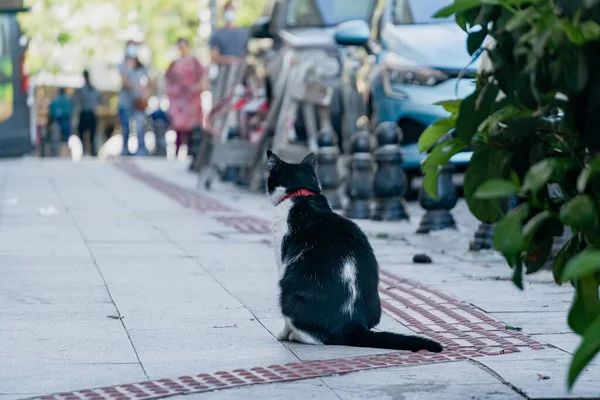 Zbloudilá Kočka Sedící Chodníku Ulici Istanbulu Turecko — Stock fotografie