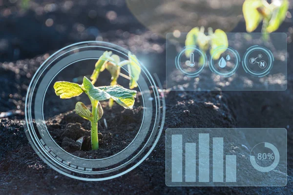 Smart farming with IoT, futuristic agriculture concept: digital monitoring rainfall, temperature, humidity experience on digital holographic screen