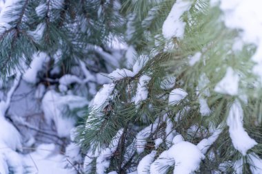 Kış Tatili Evergreen Noel Ağacı Çam Dalları Karla kaplı