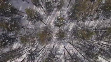 Kışın karla kaplı donmuş bir ormanın havadan görünüşü. Güneşli bir günde, kış ormanı üzerinde uçmak..
