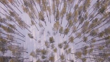Kışın karla kaplı donmuş bir ormanın havadan görünüşü. Kış ormanı üzerinde uçuş, üst manzara.