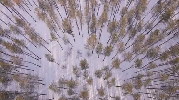 Вид Повітря Замерзлий Ліс Сніговим Покриттям Дерев Взимку Політ Над — стокове відео
