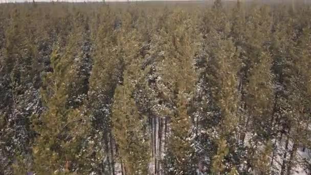 Tilt camera view aerial shot of winter coniferous forest — Stock Video