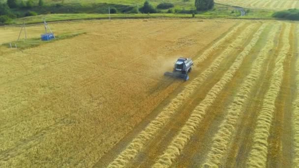 Hasat Kesme Buğdayını Birleştir — Stok video