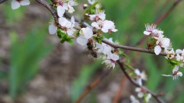 Baharda, bahçede yeşil yapraklar ve beyaz çiçeklerle elma ağacında bal arısı. Bahar çiçeği konsepti.
