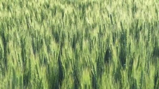Пшеничне Поле Вуха Пшениці Вилітає Похмурого Вітру Золоті Вуха Повільно — стокове відео