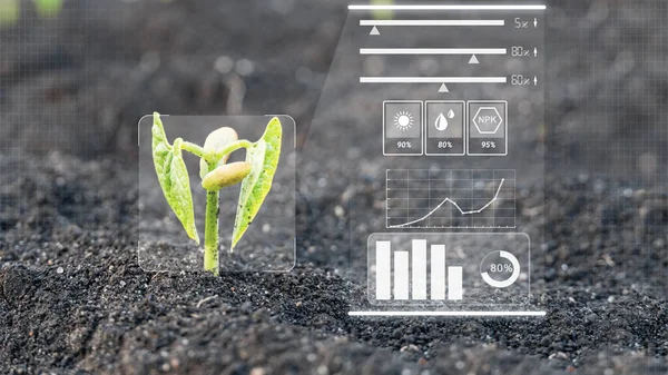Young sprout plant grow on field with cyber display of technological farming 4.0. Monitoring the growth of plants. Innovation and modern technology.