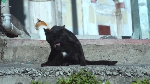 Gatos callejeros sentados y lavándose en la calle — Vídeos de Stock