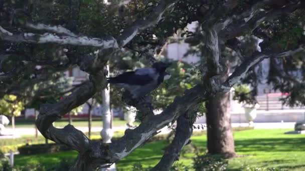 Crow Marchant Dans Parc Public Sur Arbre Istanbul Turquie — Video