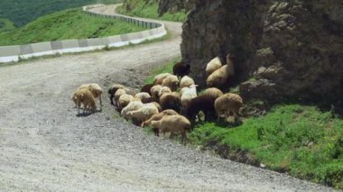 Boş dağ yolunda yürüyen koyun sürüsü ve yan yolda otlar. Koyunlu dağ manzarası.