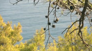 Akdeniz 'in kayalık kıyılarında çam ağacı dalı