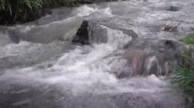 Vahşi dağ pınarı nehri, bereketli dere deresi