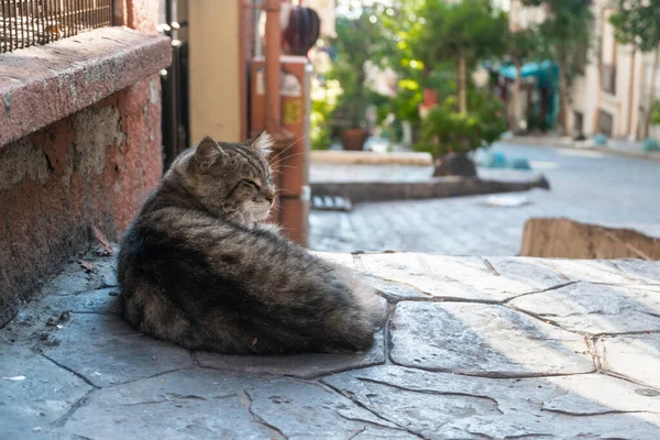 Stray Cats Slaapt Straat Istanbul Turkije — Stockfoto