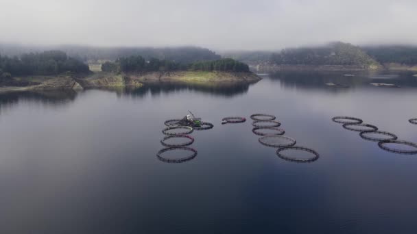 Flygfoto över öringodling med cirkulära burar i sjön — Stockvideo