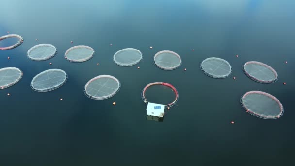 Industrie piscicole et élevage de truites avec cages en cercle dans le lac de montagne — Video