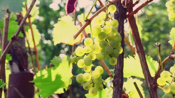 Close up of a branch of ripe green grapes — Stock Video