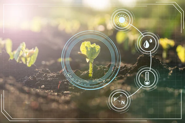 Akıllı çiftlikte, bitkileri izlemek için hassas sensörlü iot teknolojisi olan tarım. Akıllı tarım ai ve hassas tarım