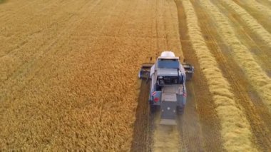 Buğday tarlasını hasat eden hasatçının hava görüntüsü
