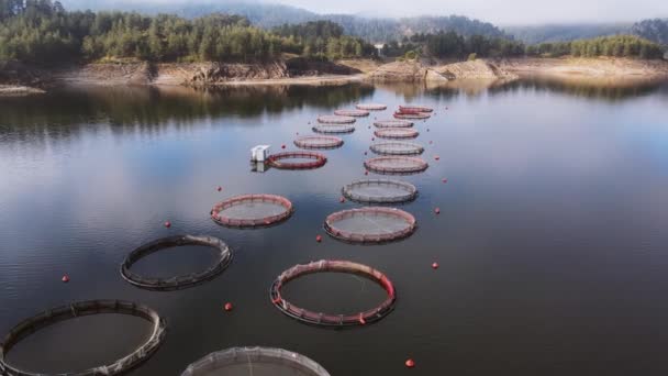 Vue aérienne d'une ferme piscicole avec beaucoup d'enclos de poissons sur des cages — Video