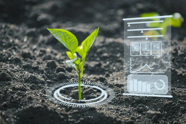 Tohum ve bitkileri izlemek için akıllı çiftlikte tarım ve yapay zeka teknolojisi. Akıllı tarım ai ve hassas tarım