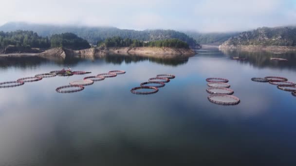 Vue aérienne d'une ferme piscicole avec beaucoup d'enclos de poissons sur des cages — Video