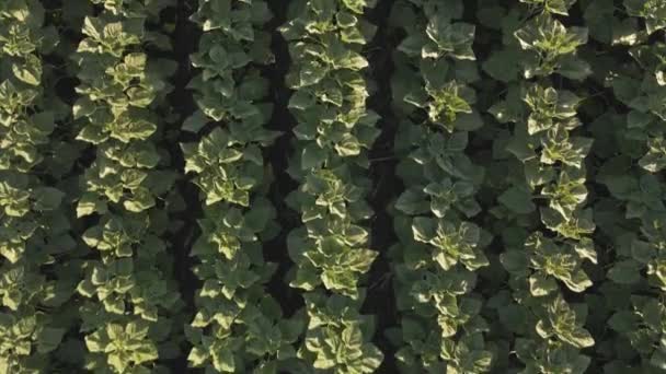 Junge Sonnenblumen wachsen auf Feld — Stockvideo